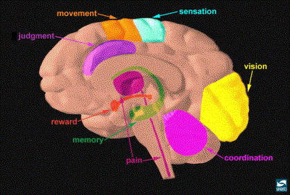 Neuroanatomy and Physiology of Brain Reward II