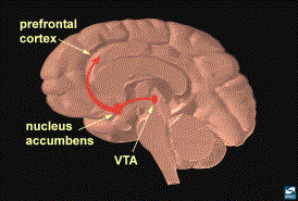 Neuroanatomy and Physiology of Brain Reward II